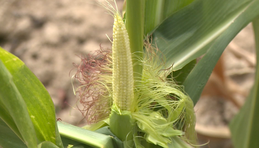 Суша узима данак пољопривредницима широм Српске