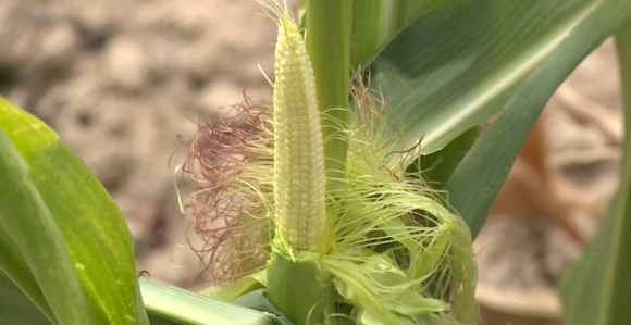 Suša uzima danak poljoprivrednicima širom Srpske