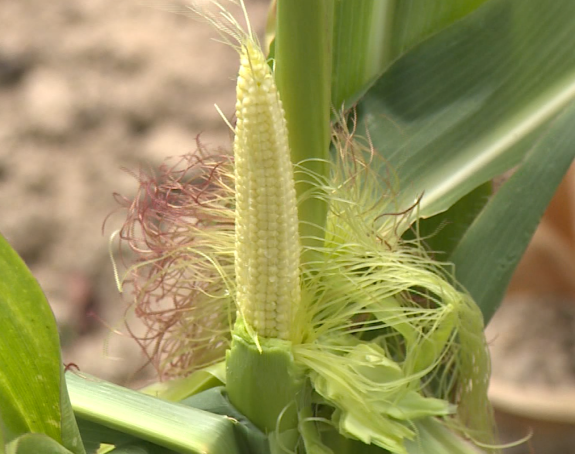 Suša uzima danak poljoprivrednicima širom Srpske