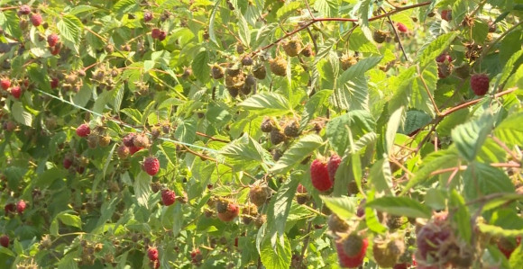 Otkupljivači nude 6,5 KM malinari traže 10 KM, loša je godina