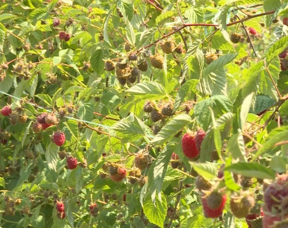 Откупљивачи нуде 6,5 КМ малинари траже 10 КМ, лоша је година