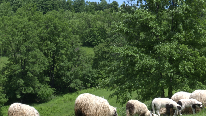 Kod farmera jedna cijena, a kod nakupaca druga