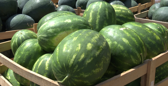 Poljoprivrednici gube: Roba tri puta jeftinija nego u marketima