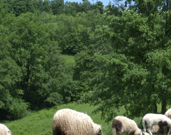 Kod farmera jedna cijena, a kod nakupaca druga