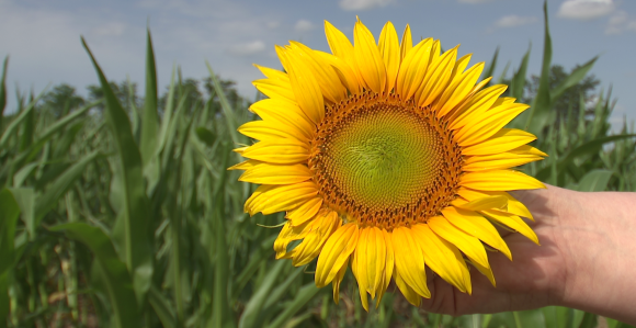 Сутра сунчано и вруће, могући пљускови на истоку