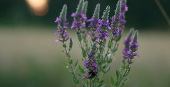 I sutra vruće, do 39 stepeni, kiša moguća na zapadu