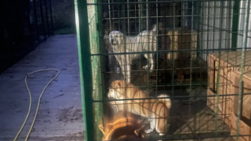 U Neštinu kod Bačke Topole psi usmrtili ženu