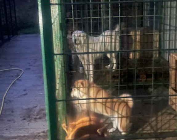 U Neštinu kod Bačke Topole psi usmrtili ženu