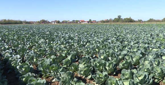 Svoju proizvodnju osigurava sve manje poljoprivrednika