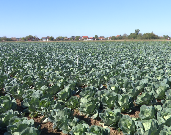 Svoju proizvodnju osigurava sve manje poljoprivrednika
