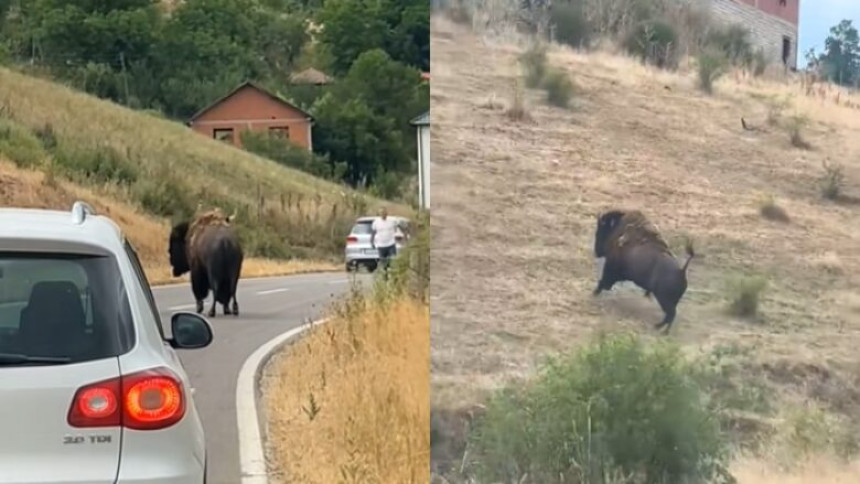 U selu blizu Prištine primjećeno nekoliko bizona (VIDEO)