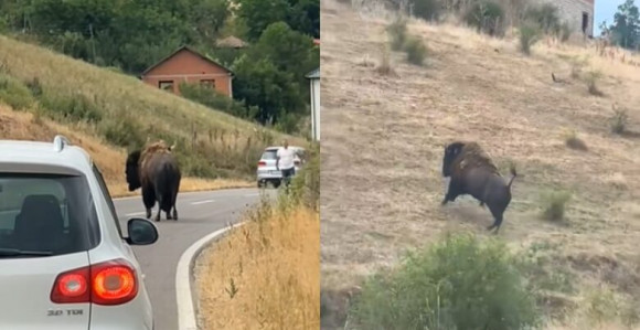 U selu blizu Prištine primjećeno nekoliko bizona (VIDEO)