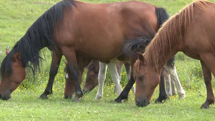 УЖАС: Инспекторима признао да је силовао неколико животиња