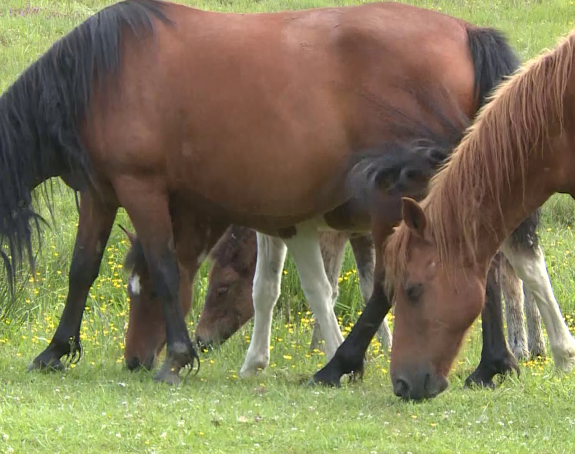 UŽAS: Inspektorima priznao da je silovao nekoliko životinja