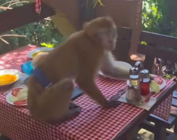 Majmun u Crnoj Gori upao u restoran i pojeo ručak gostima