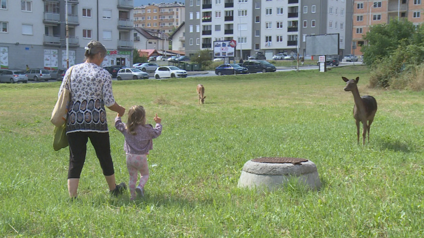 Nesvakidašnja pojava na Palama: Srne u centru grada