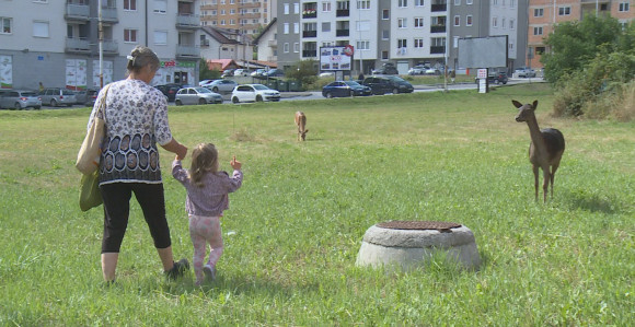 Nesvakidašnja pojava na Palama: Srne u centru grada