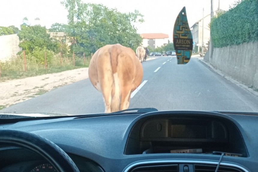 Saobraćajni kolaps zbog krave na putu nadomak Šipova