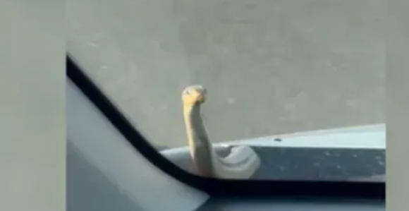 Змија изашла из хаубе усред вожње на ауто-путу (видео)