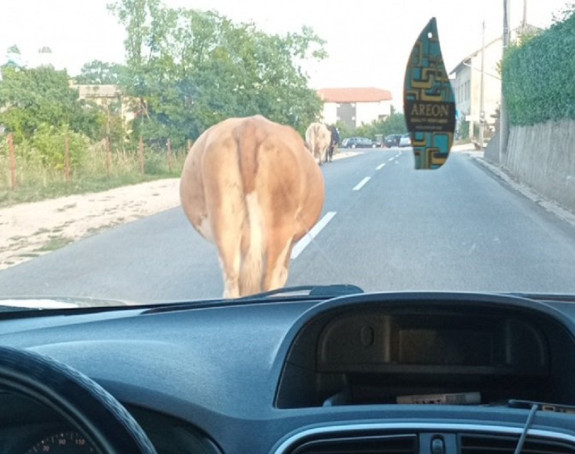 Саобраћајни колапс због краве на путу надомак Шипова