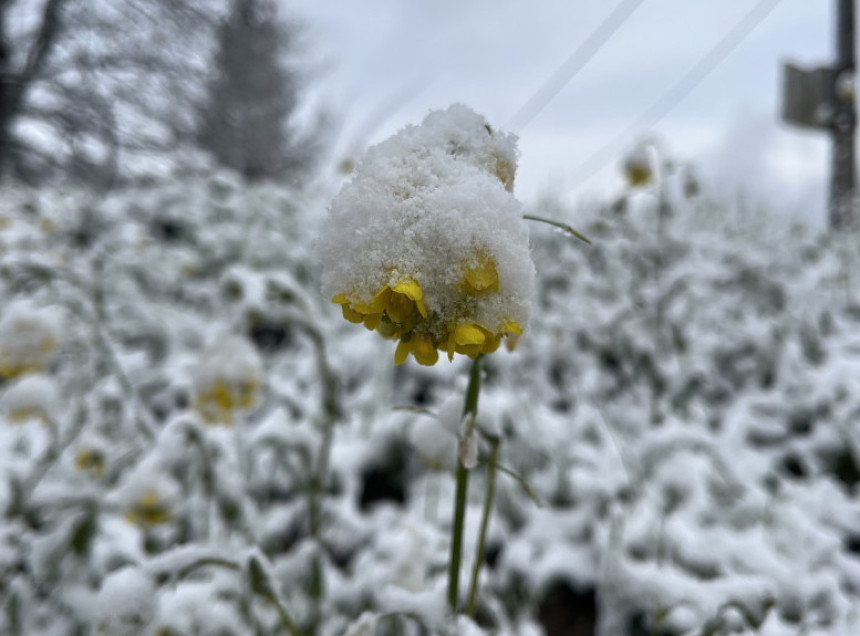 Sneg zavejao gradove u istočnoj Australiji