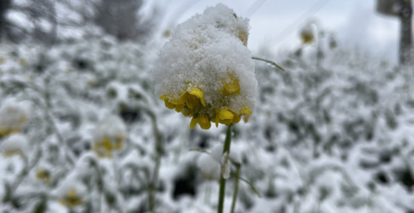 Sneg zavejao gradove u istočnoj Australiji