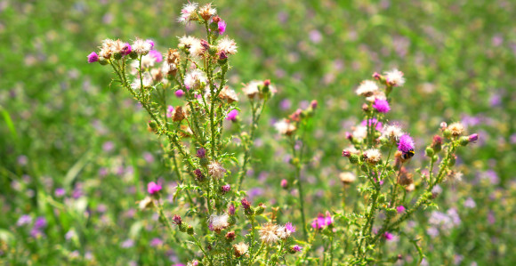 Danas nestabilno, pljuskovi, grmljavina i jaki udari vjetra
