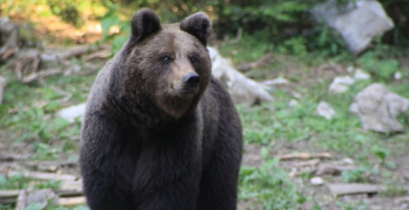 Medvjedi prave haos kod Bileće, ubili desetak ovaca