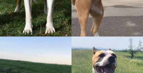 Nestala ženka američkog staforda u okolini sela Patkovača