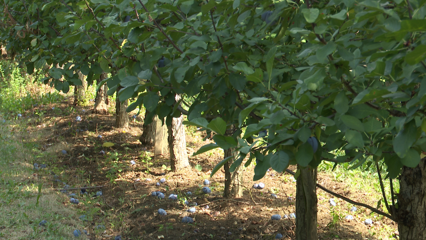 Šljiva podbacila 80 odsto, jedva dovoljno za rakiju