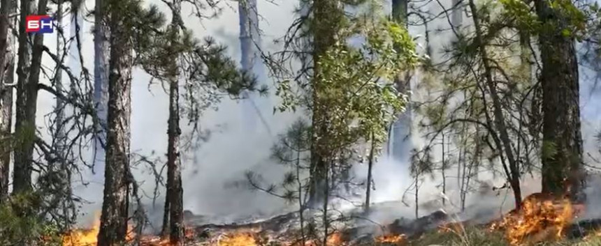 Požar kod Zadra: Izgorjelo 6 hektara hrastove šume