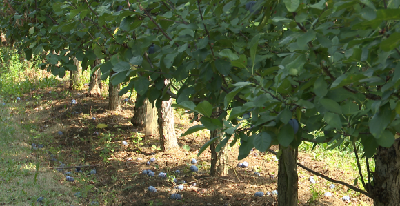 Šljiva podbacila 80 odsto, jedva dovoljno za rakiju