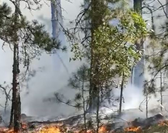 Požar kod Zadra: Izgorjelo 6 hektara hrastove šume