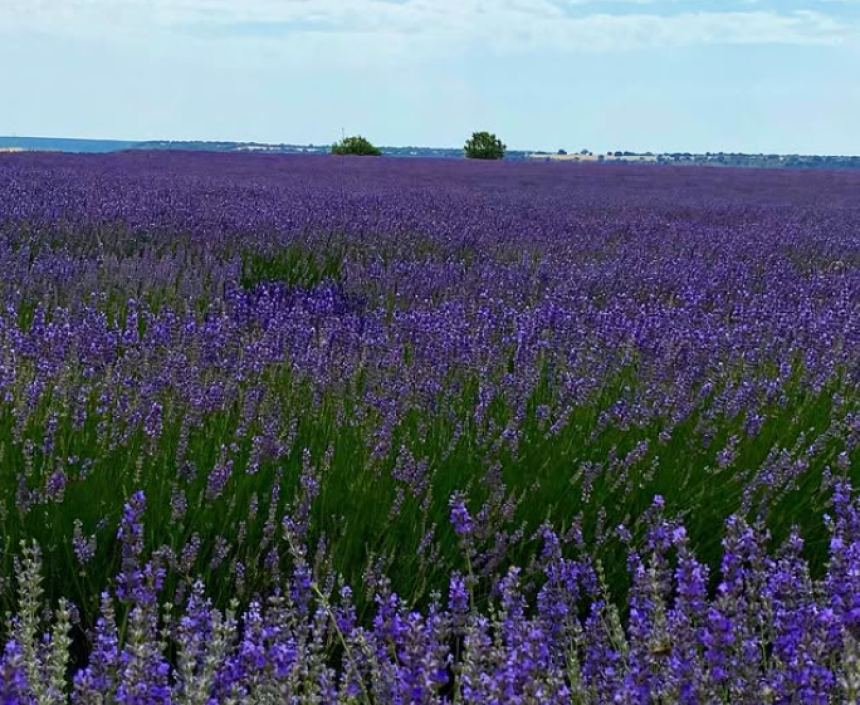 Turistički haos u španskom gradiću zbog polja lavande