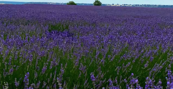 Turistički haos u španskom gradiću zbog polja lavande