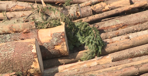 U Driniću šumari idu u štrajk: Da li će ih i drugi slijediti?