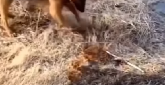 Dirljiva scena u CG: Pas pomaže u gašenju požara