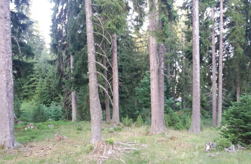 Zanimljivi podaci: Više lovaca nego divljači u šumama