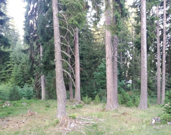 Zanimljivi podaci: Više lovaca nego divljači u šumama