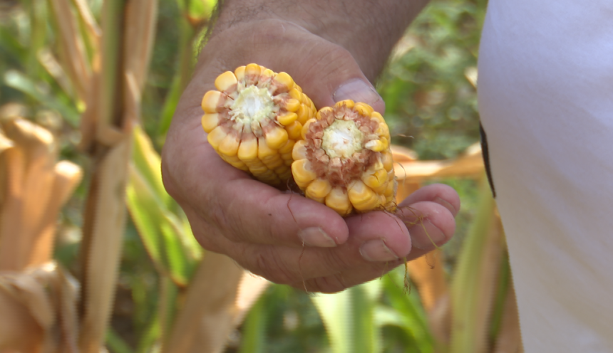 Suša desetkovala kukuruz: Ratari traže pomoć Vlade