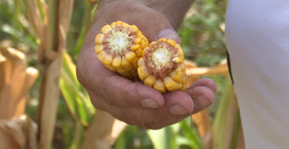 Suša desetkovala kukuruz: Ratari traže pomoć Vlade