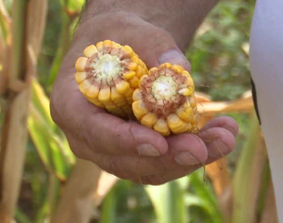 Suša desetkovala kukuruz: Ratari traže pomoć Vlade