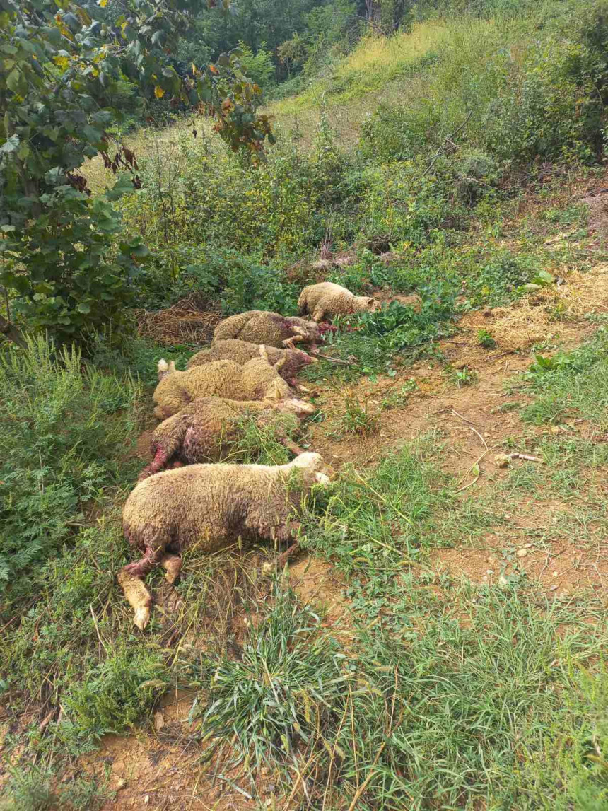 Domaćinu iz dobojske Tekućice poklane ovce