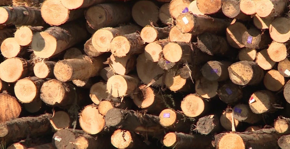 Kneževo: Radnici ŠG "Čemernica" stupili u štrajk