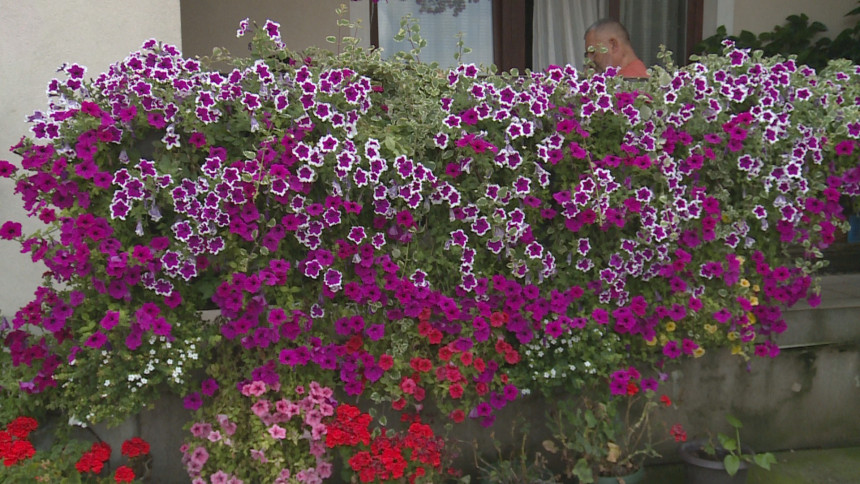 Cvjetna oaza mami pažnju brojnih prolaznika (VIDEO)