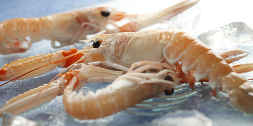 U Dunavu se pojavili škampi