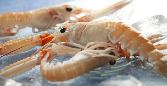 U Dunavu se pojavili škampi