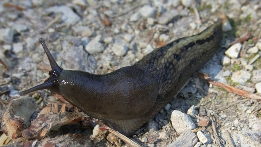 Они мислили да им звоне тинејџери на интерфон а уствари био пуж голаћ!