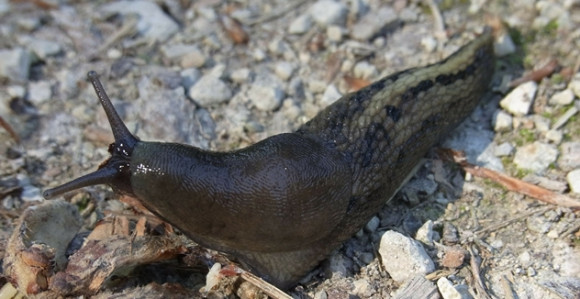 Они мислили да им звоне тинејџери на интерфон а уствари био пуж голаћ!