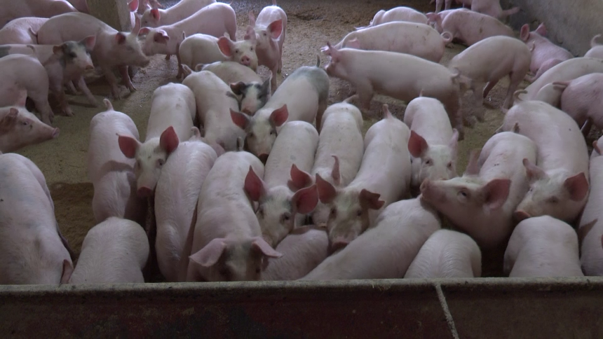 Cijena prasića na istorijskom minimumu, evo  zašto
